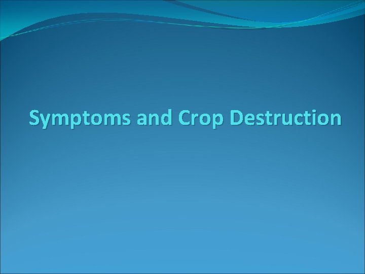 Symptoms and Crop Destruction 