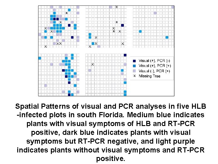Spatial Patterns of visual and PCR analyses in five HLB -infected plots in south