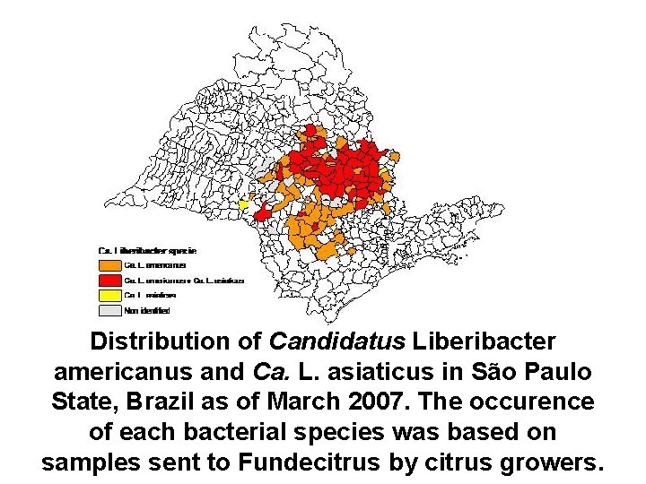 Distribution of Candidatus Liberibacter americanus and Ca. L. asiaticus in São Paulo State, Brazil