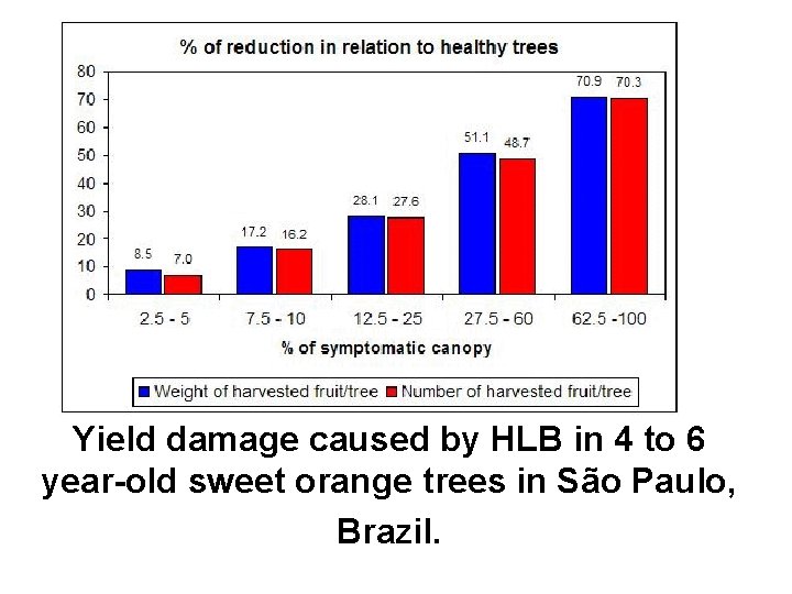 Yield damage caused by HLB in 4 to 6 year-old sweet orange trees in