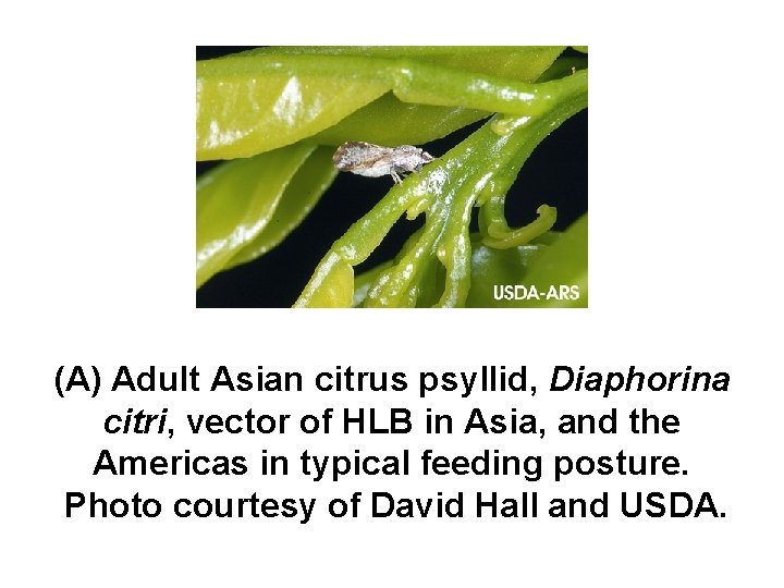 (A) Adult Asian citrus psyllid, Diaphorina citri, vector of HLB in Asia, and the