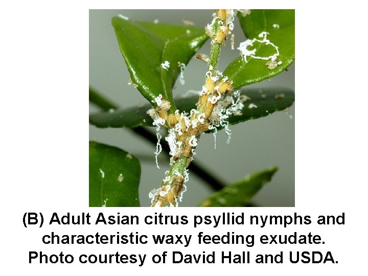 (B) Adult Asian citrus psyllid nymphs and characteristic waxy feeding exudate. Photo courtesy of