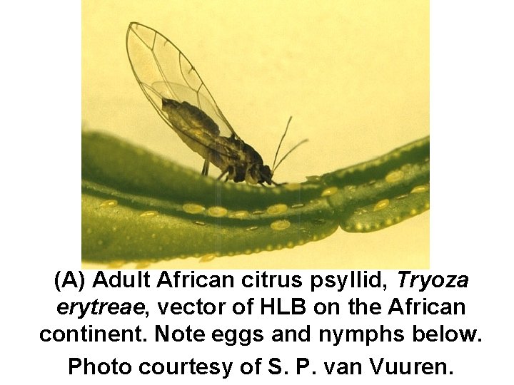 (A) Adult African citrus psyllid, Tryoza erytreae, vector of HLB on the African continent.