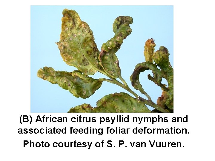 (B) African citrus psyllid nymphs and associated feeding foliar deformation. Photo courtesy of S.