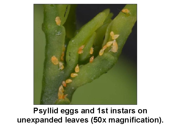 Psyllid eggs and 1 st instars on unexpanded leaves (50 x magnification). 