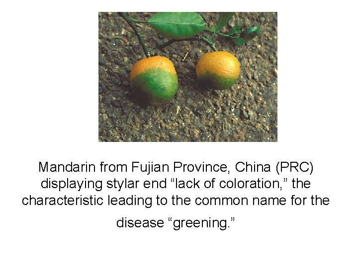 Mandarin from Fujian Province, China (PRC) displaying stylar end “lack of coloration, ” the