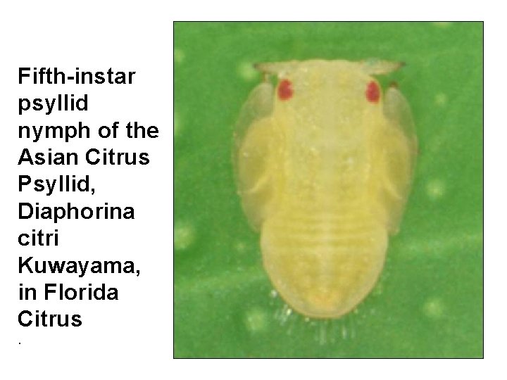 Fifth-instar psyllid nymph of the Asian Citrus Psyllid, Diaphorina citri Kuwayama, in Florida Citrus.