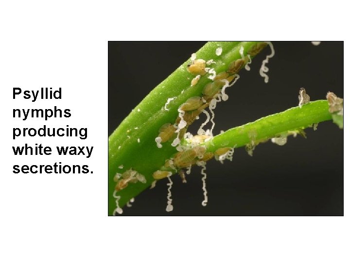 Psyllid nymphs producing white waxy secretions. 