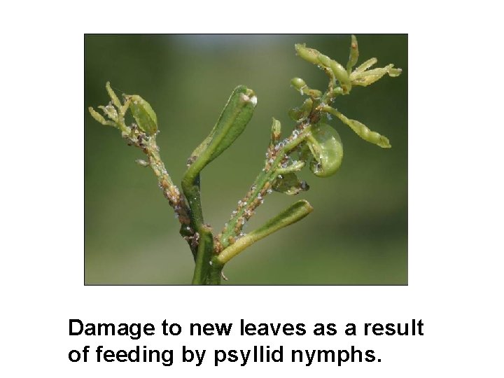Damage to new leaves as a result of feeding by psyllid nymphs. 