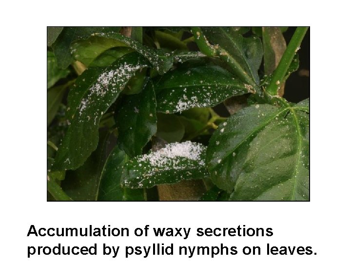 Accumulation of waxy secretions produced by psyllid nymphs on leaves. 