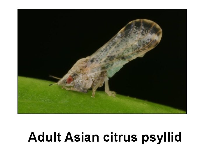 Adult Asian citrus psyllid 