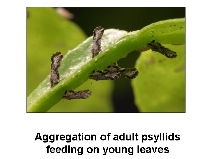 Aggregation of adult psyllids feeding on young leaves 