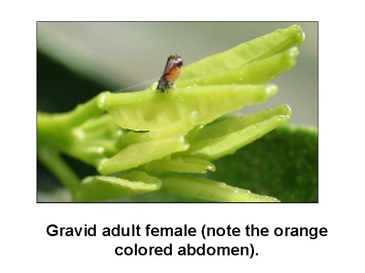 Gravid adult female (note the orange colored abdomen). 