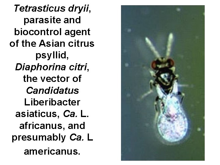 Tetrasticus dryii, parasite and biocontrol agent of the Asian citrus psyllid, Diaphorina citri, the