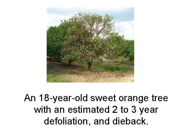 An 18 -year-old sweet orange tree with an estimated 2 to 3 year defoliation,
