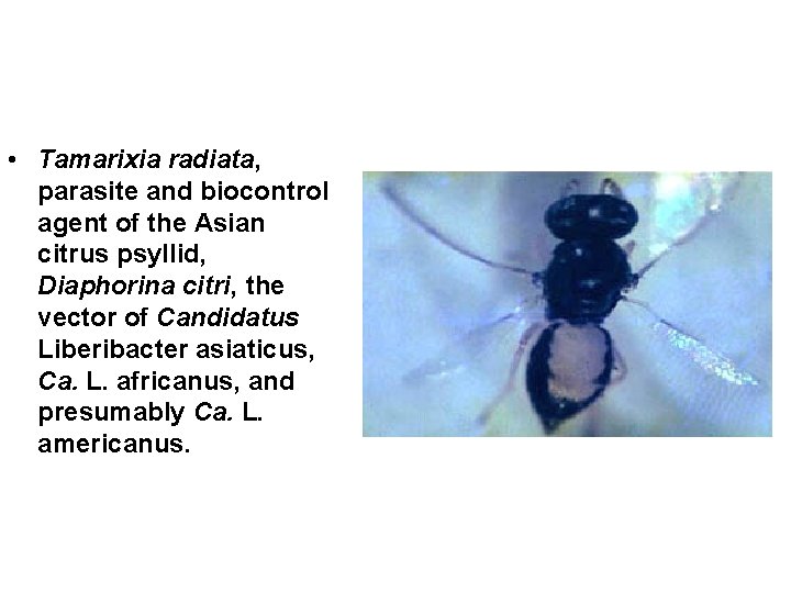  • Tamarixia radiata, parasite and biocontrol agent of the Asian citrus psyllid, Diaphorina
