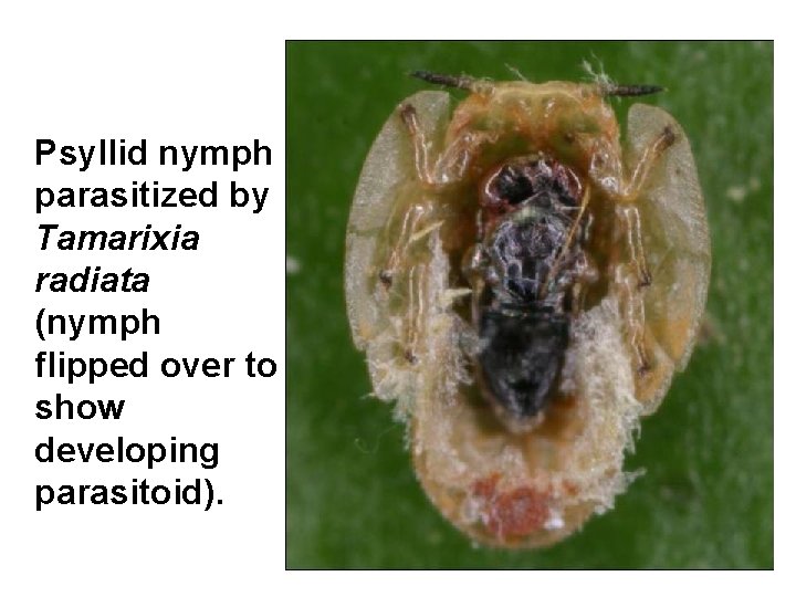 Psyllid nymph parasitized by Tamarixia radiata (nymph flipped over to show developing parasitoid). 