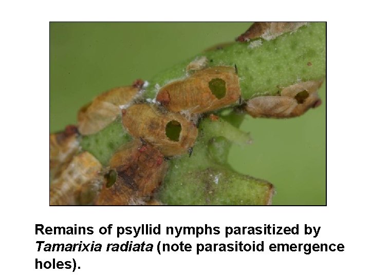 Remains of psyllid nymphs parasitized by Tamarixia radiata (note parasitoid emergence holes). 