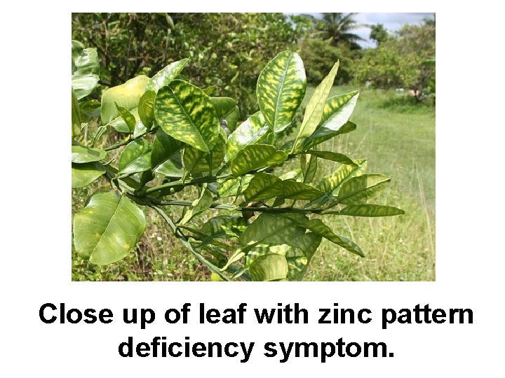 Close up of leaf with zinc pattern deficiency symptom. 