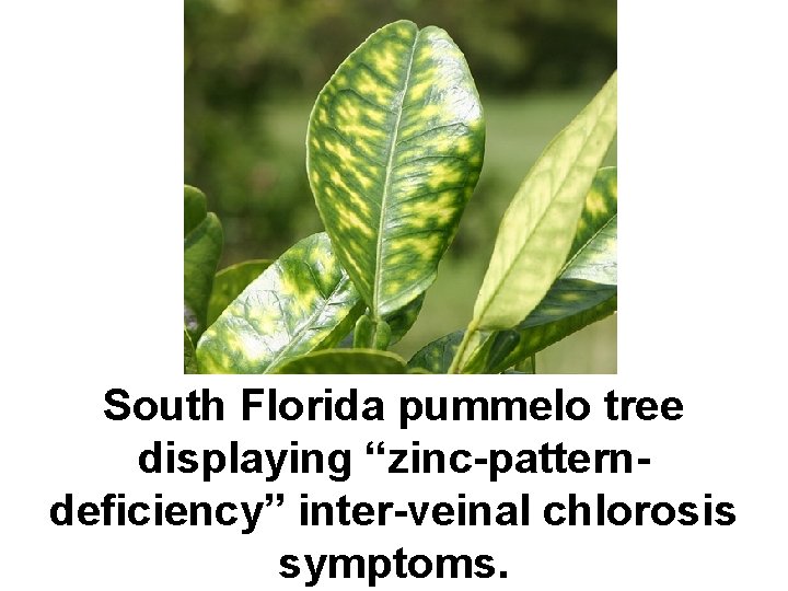 South Florida pummelo tree displaying “zinc-patterndeficiency” inter-veinal chlorosis symptoms. 