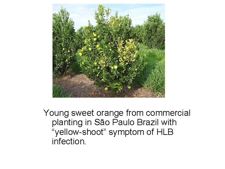 Young sweet orange from commercial planting in São Paulo Brazil with “yellow-shoot” symptom of