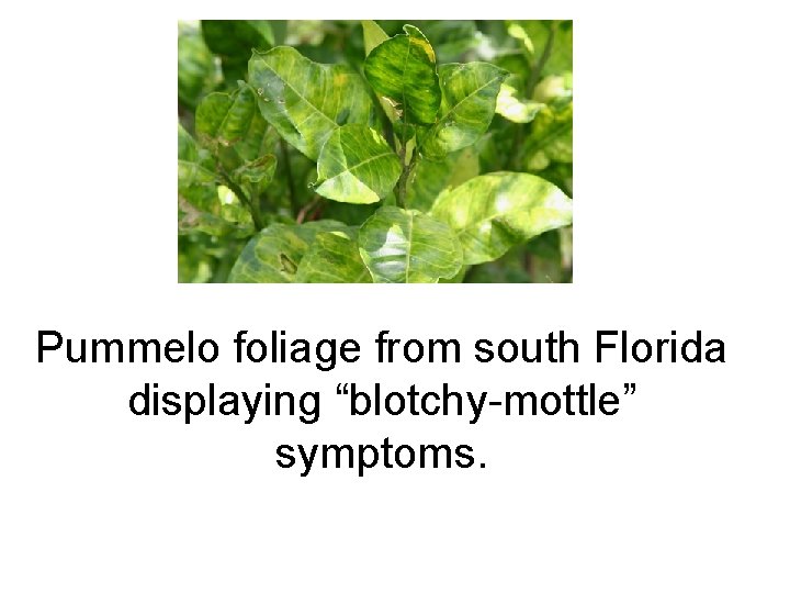 Pummelo foliage from south Florida displaying “blotchy-mottle” symptoms. 