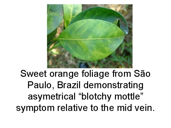 Sweet orange foliage from São Paulo, Brazil demonstrating asymetrical “blotchy mottle” symptom relative to