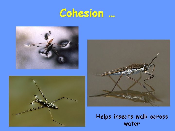 Cohesion … Helps insects walk across water 