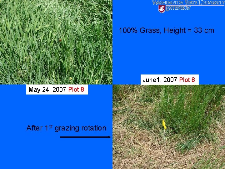 100% Grass, Height = 33 cm June 1, 2007 Plot 8 May 24, 2007