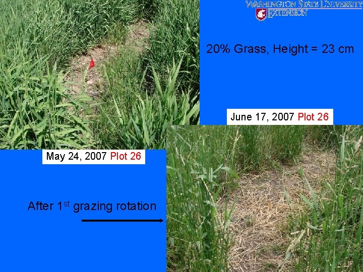 20% Grass, Height = 23 cm June 17, 2007 Plot 26 May 24, 2007
