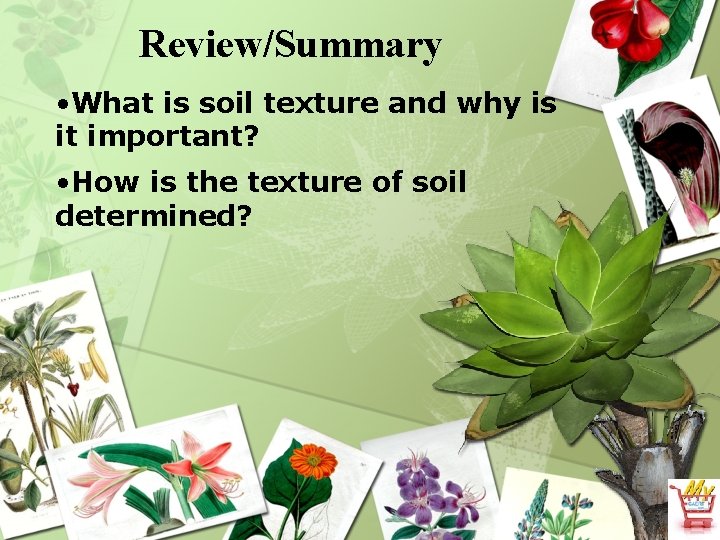 Review/Summary • What is soil texture and why is it important? • How is