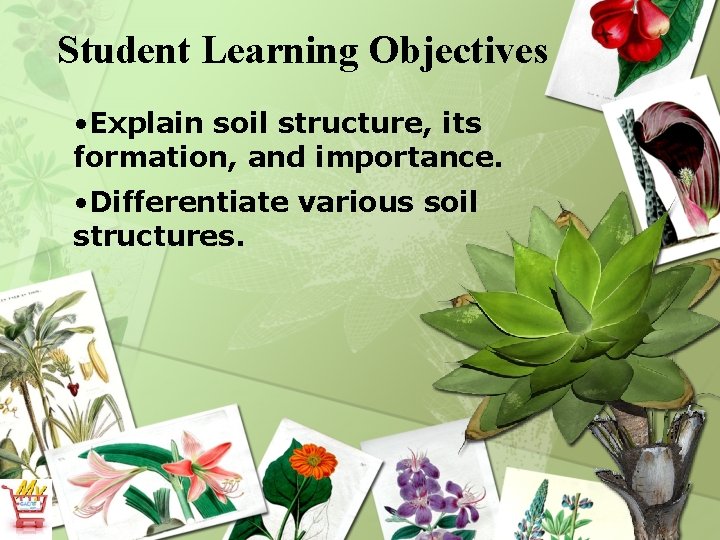 Student Learning Objectives • Explain soil structure, its formation, and importance. • Differentiate various