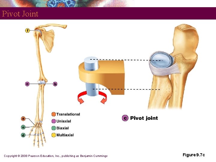 Pivot Joint Copyright © 2008 Pearson Education, Inc. , publishing as Benjamin Cummings Figure