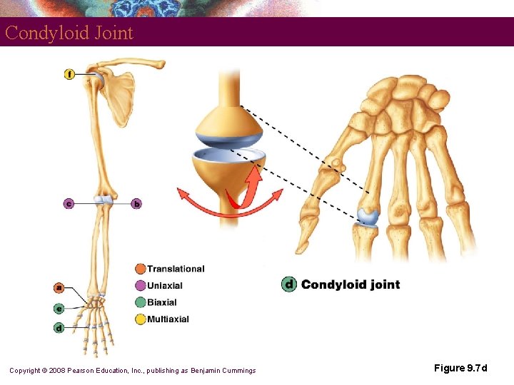 Condyloid Joint Copyright © 2008 Pearson Education, Inc. , publishing as Benjamin Cummings Figure