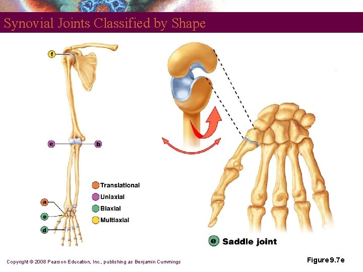 Synovial Joints Classified by Shape Copyright © 2008 Pearson Education, Inc. , publishing as