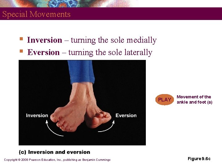 Special Movements § § Inversion – turning the sole medially Eversion – turning the