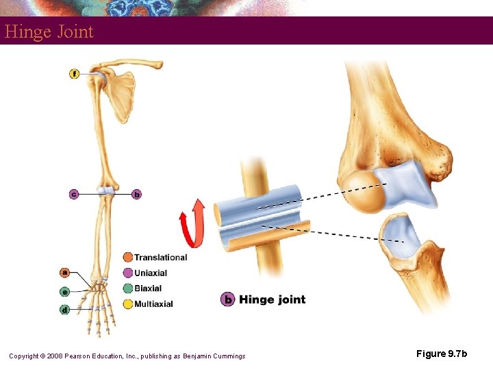 Hinge Joint Copyright © 2008 Pearson Education, Inc. , publishing as Benjamin Cummings Figure