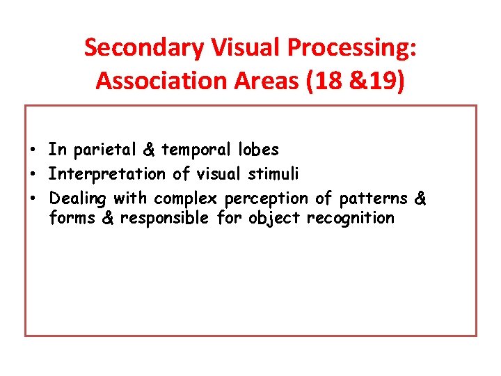 Secondary Visual Processing: Association Areas (18 &19) • In parietal & temporal lobes • Secondary Visual Processing: Association Areas (18 &19) • In parietal & temporal lobes •