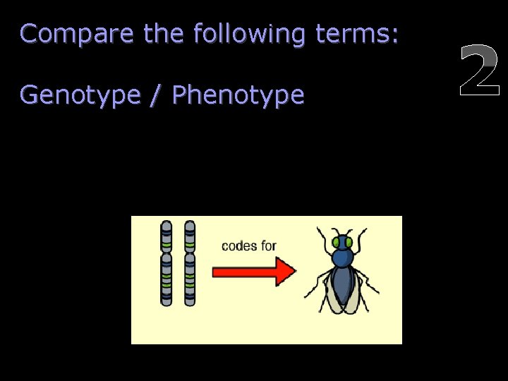 Compare the following terms: Genotype / Phenotype 2 Copyright © 2010 Ryan P. Murphy