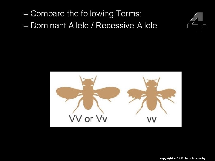 – Compare the following Terms: – Dominant Allele / Recessive Allele 4 Copyright ©