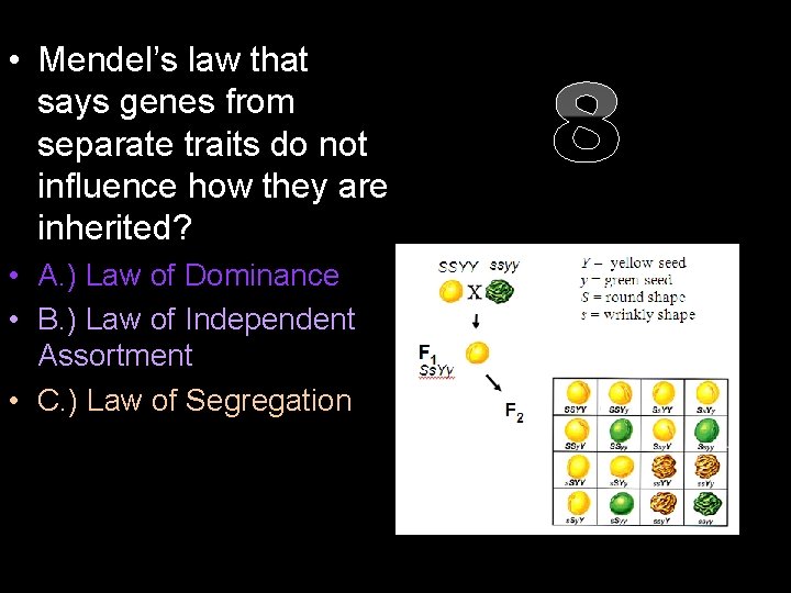  • Mendel’s law that says genes from separate traits do not influence how