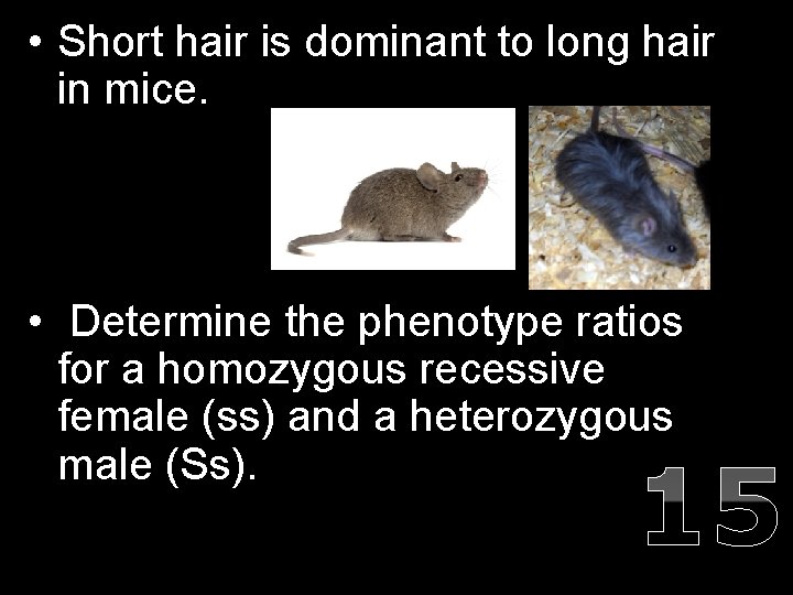  • Short hair is dominant to long hair in mice. • Determine the