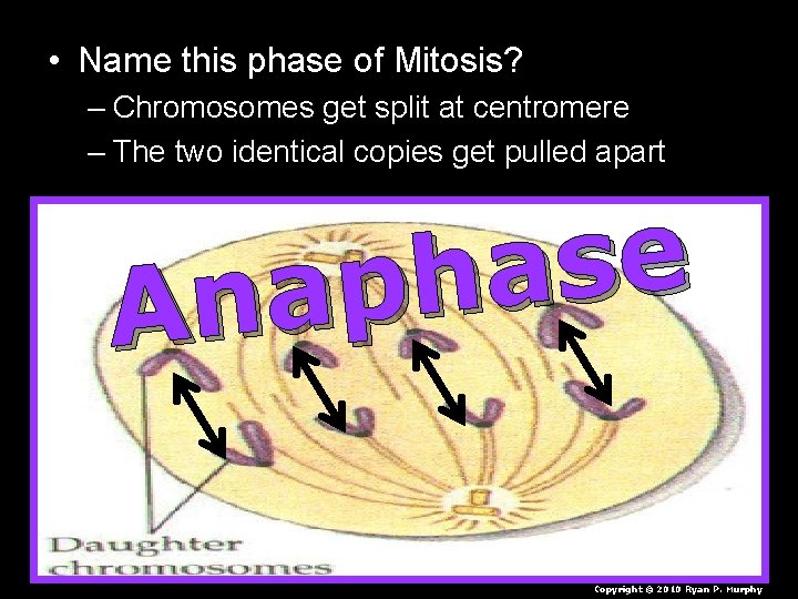  • Name this phase of Mitosis? – Chromosomes get split at centromere –