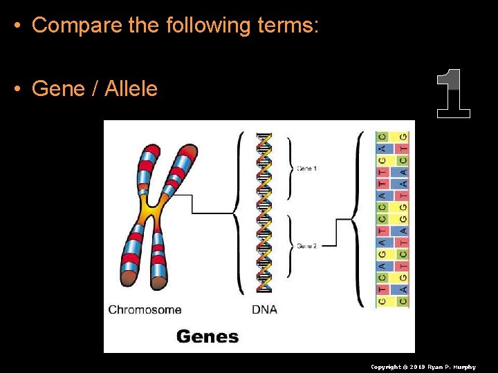  • Compare the following terms: • Gene / Allele 1 Copyright © 2010