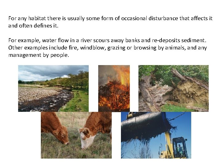 For any habitat there is usually some form of occasional disturbance that affects it