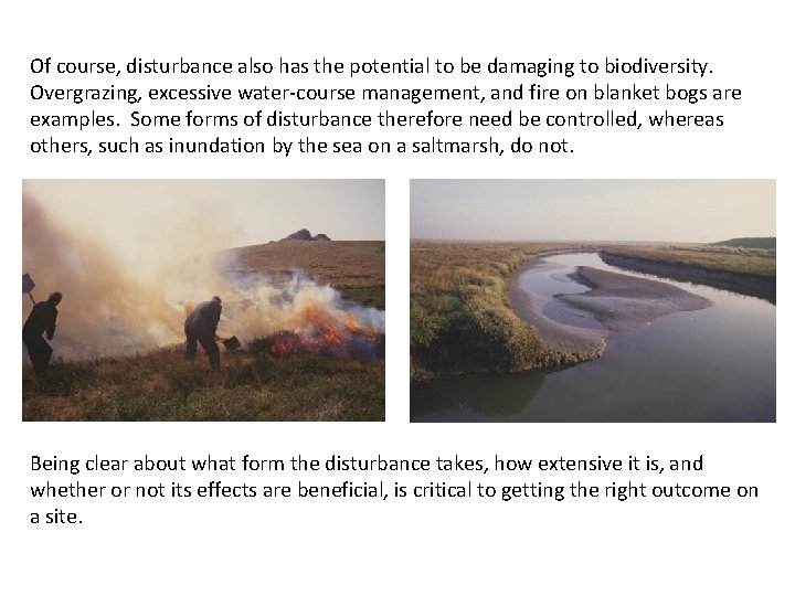 Of course, disturbance also has the potential to be damaging to biodiversity. Overgrazing, excessive