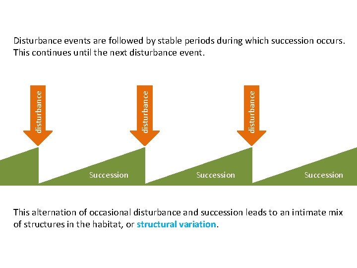 disturbance Disturbance events are followed by stable periods during which succession occurs. This continues