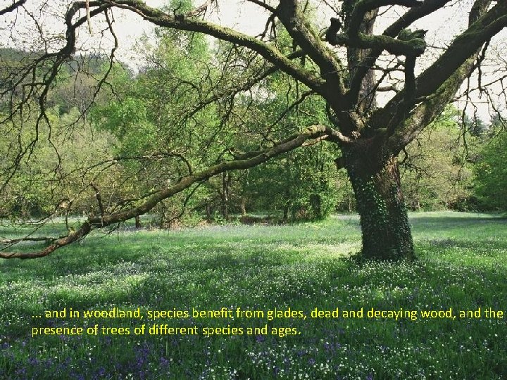 . . . and in woodland, species benefit from glades, dead and decaying wood,