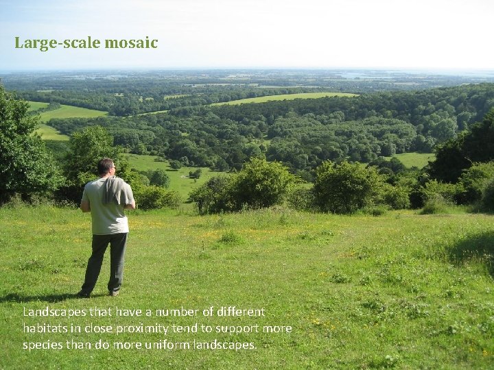 Large-scale mosaic Landscapes that have a number of different habitats in close proximity tend