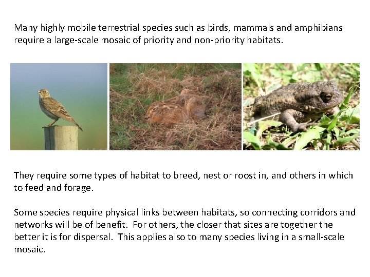 Many highly mobile terrestrial species such as birds, mammals and amphibians require a large-scale